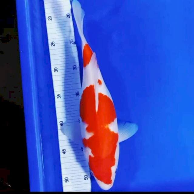 Kohaku tamasaba strong 34cm