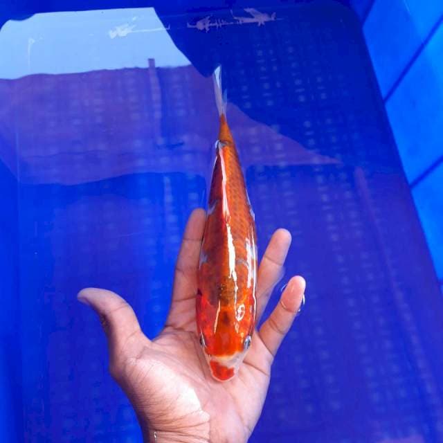 Goshiki Kuchibeni 25cm
