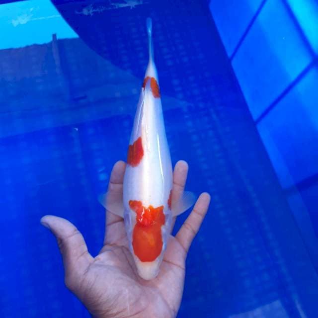 Maruten Kohaku Bulky Ori 27cm