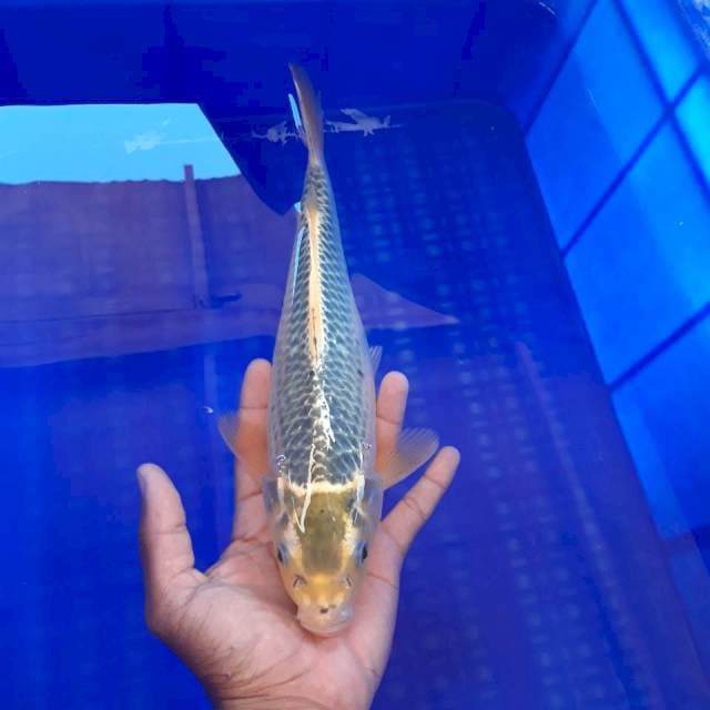 Matsuba Punuk 30cm