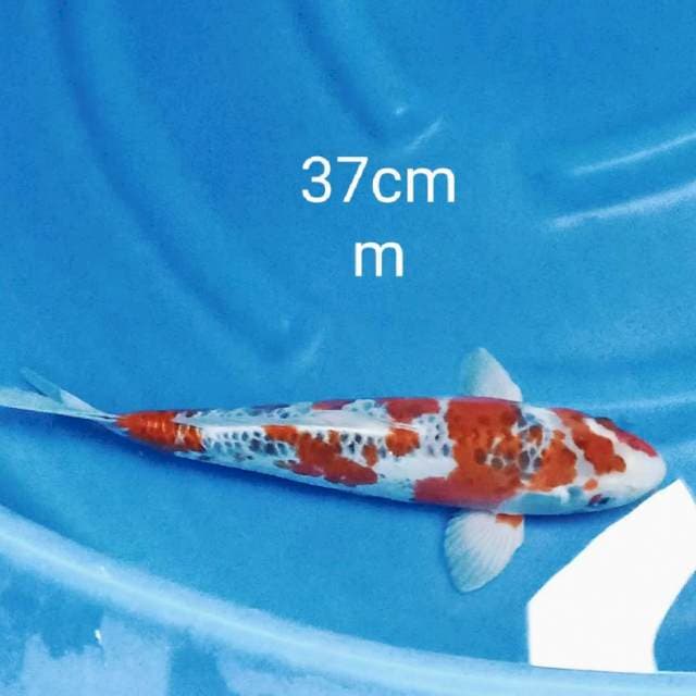 Jumbo kiko 40bu/37cm