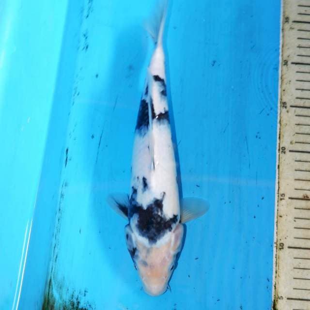 30cm SHIRO