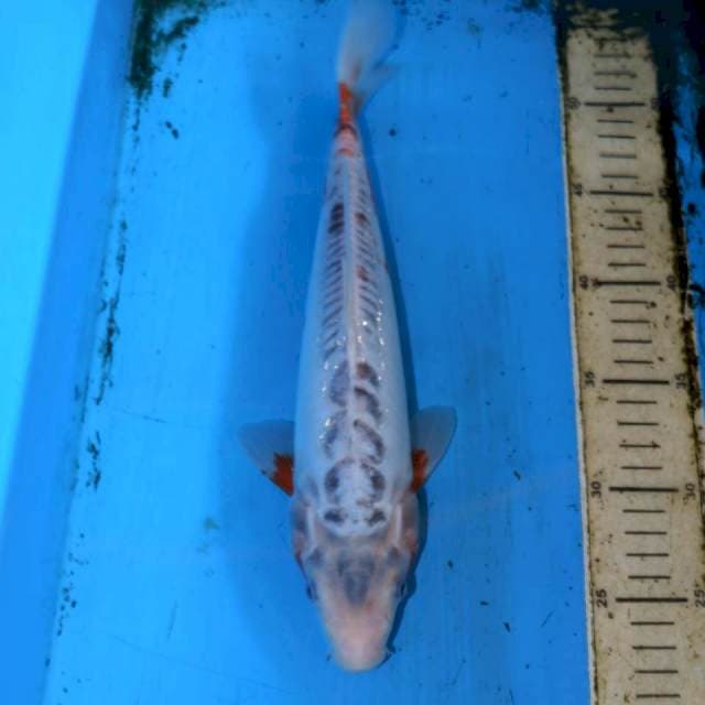 32cm SHUSUI MOTOGORO