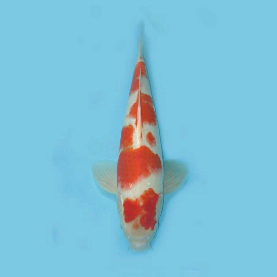 KOHAKU JUMBO F1 39CM