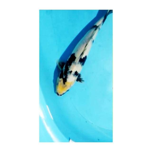 SIRO TATEGOI 33cm