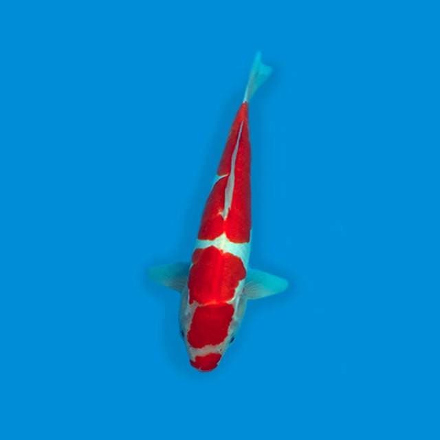 KOHAKU DOITSU GOOD PATERN 35 CM