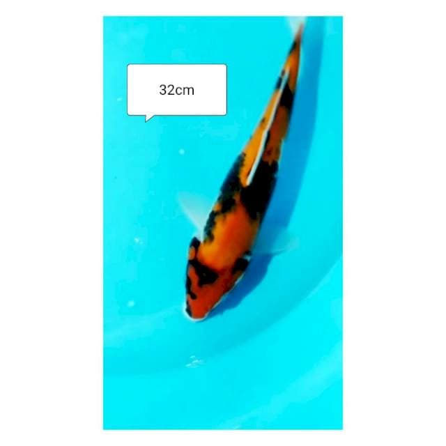 Hi sowa 32cm