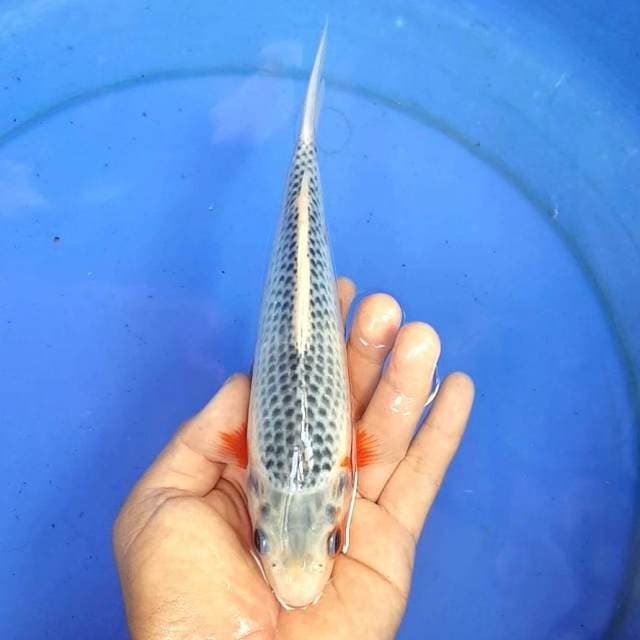 ASAGI MANTAB