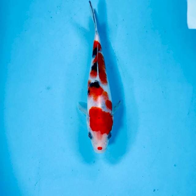 Sanke, 20 cm