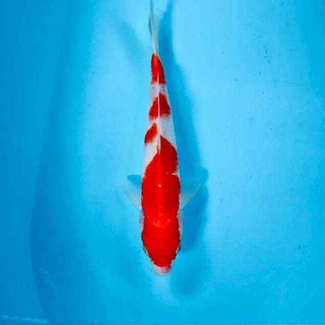 Kohaku, 25 cm