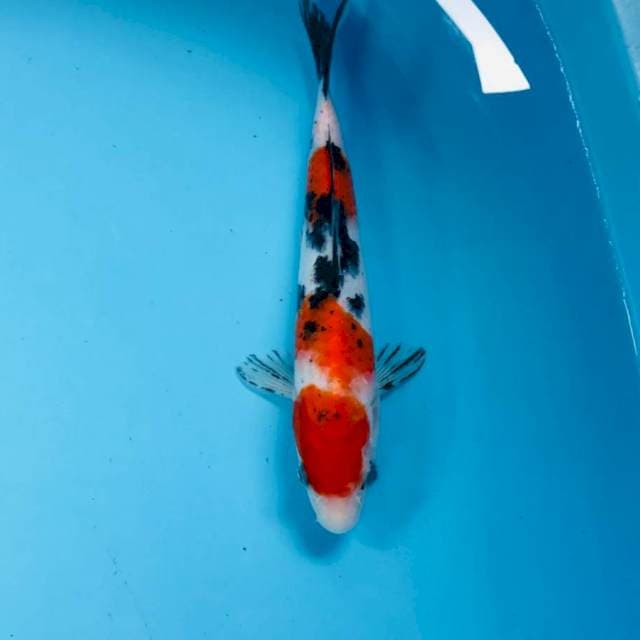Sanke, 24 cm