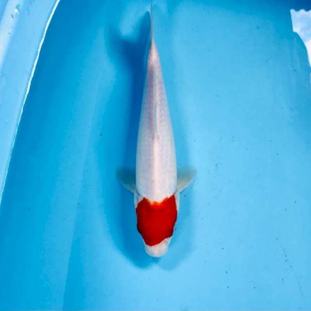 Tancho kohaku, 25 cm