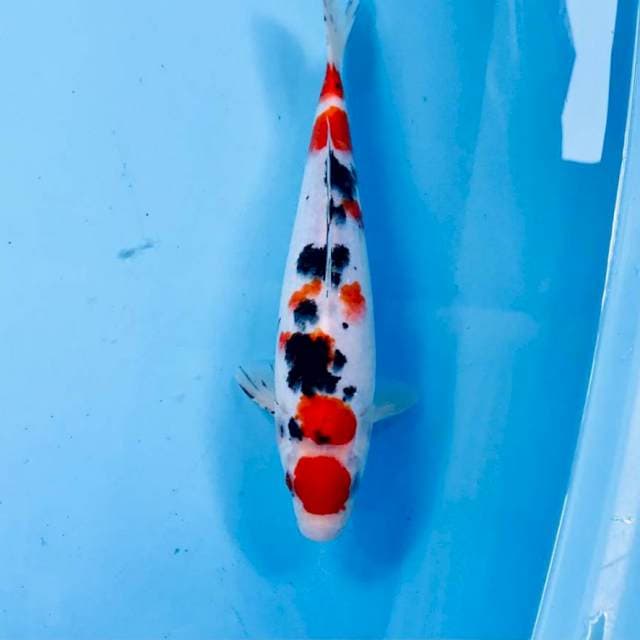 Sanke, 26 cm
