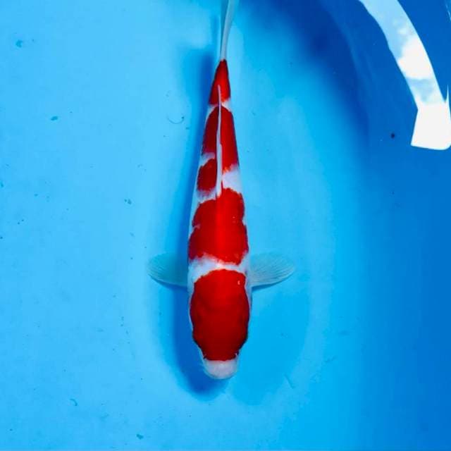Kohaku, 27 cm