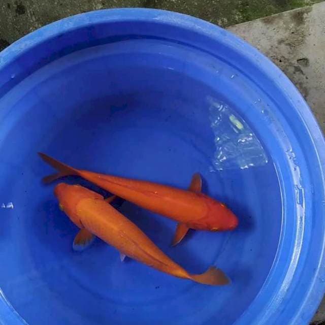 Paket polosan ( dr kolam filter) 30bu 2 ekor