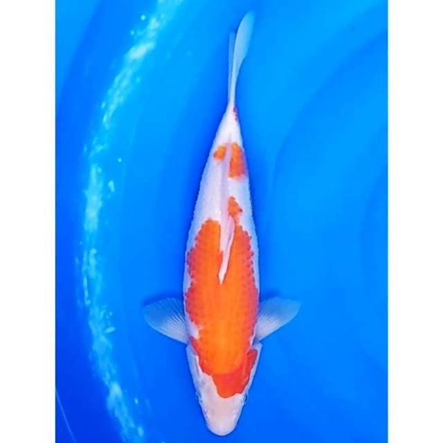 Kohaku 2Step 34cm (F)