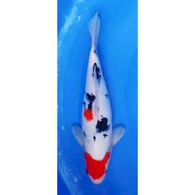 Strong Maruten Sanke Original 32cm (M)