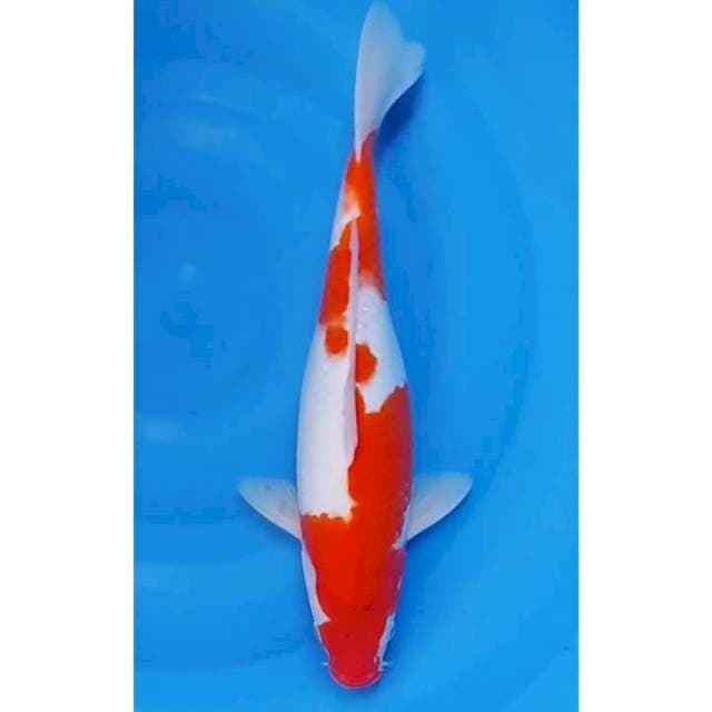 Kohaku Merah Strong 38cm (F)