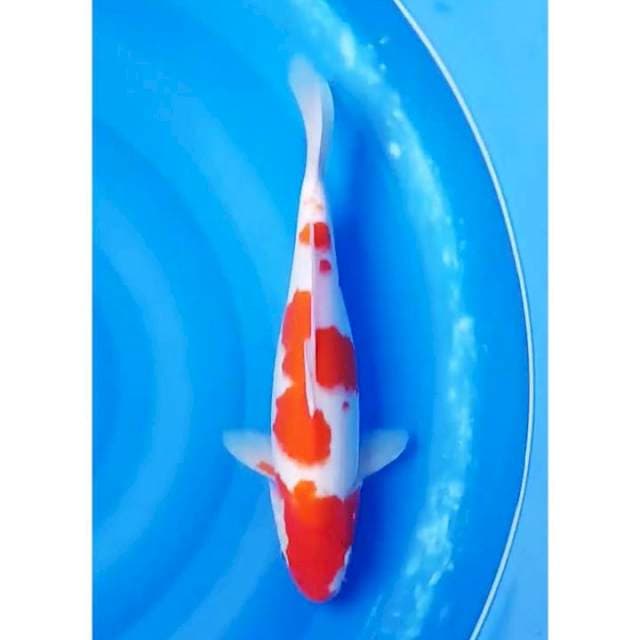 Kohaku 3Step Original 35cm (F)