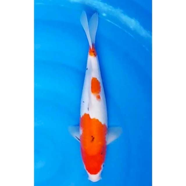 Tategoi Sanke Original 35cm (F)