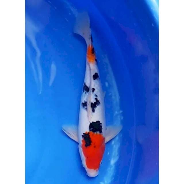 Maruten Sanke Original 33cm (F)