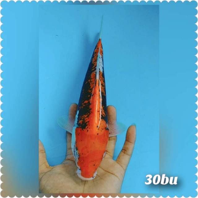 Kumonriyu 30bu
