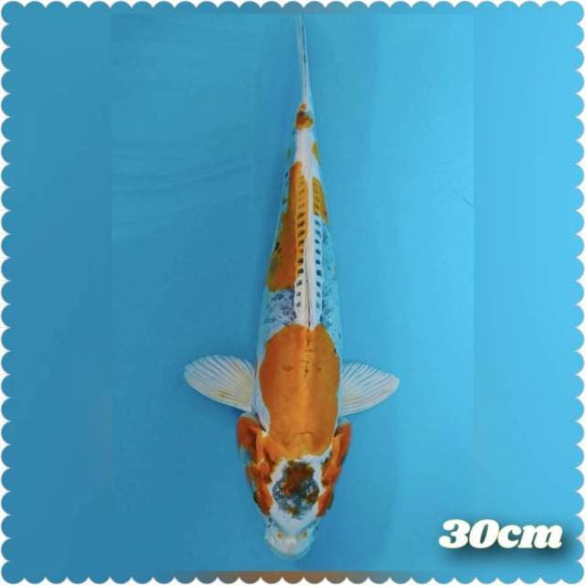 Kiko 30cm