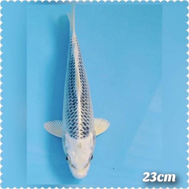 White MATsuba 23cm