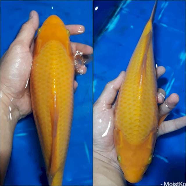 Karasi Badak, 35Bu, Jantan