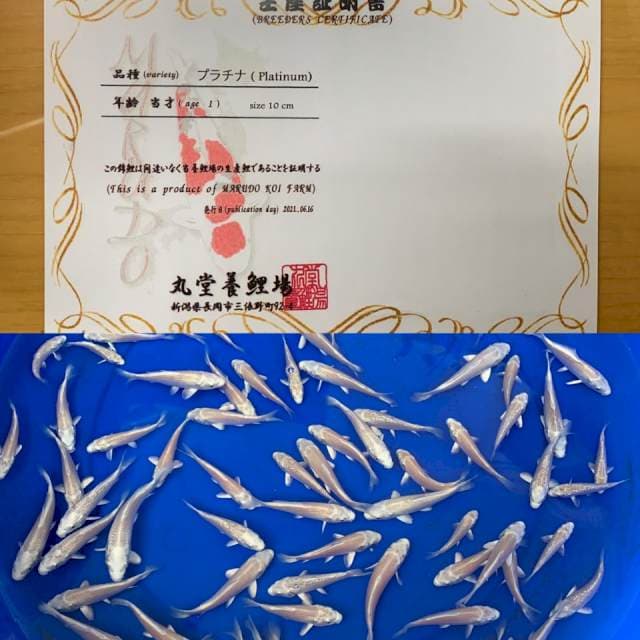 PLATINUM IMPORT MARUDO 1 ekor