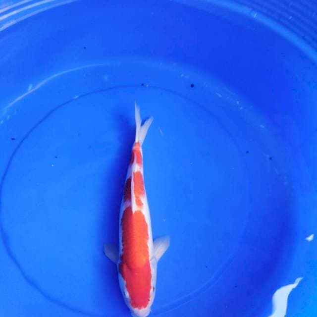 Kohaku assa