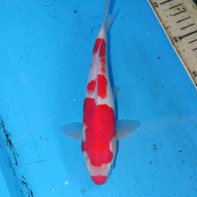 KUCIBENI KOHAKU MANIS