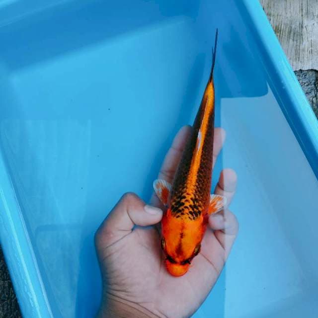 Aka matsuba 23cm