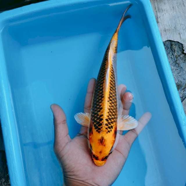 Kimatsuba 27cm