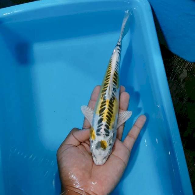 Kujaku doit 26cm