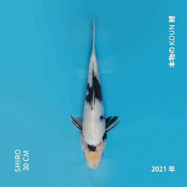 SHIRO 30CM