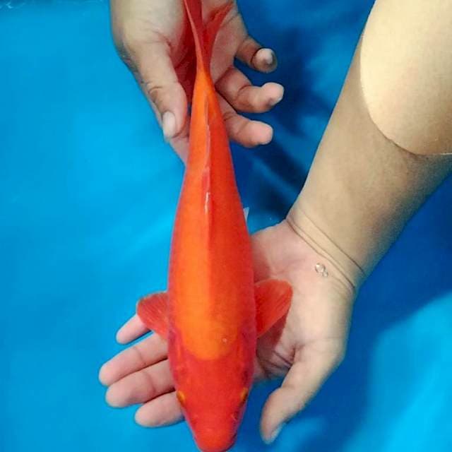 Benigoi 30cm Female