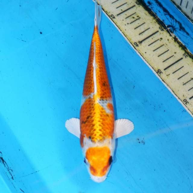23cm KUJAKU