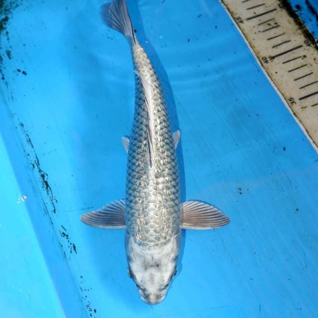 28CM GINRIN MUKASSI STEEL