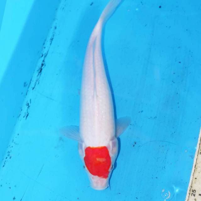 26cm TANCHO