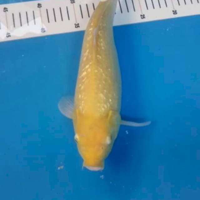 Karasi ginrin 35cm