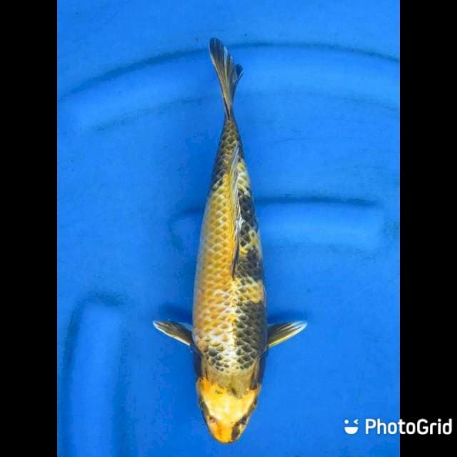 30cm - Kin Utsuri