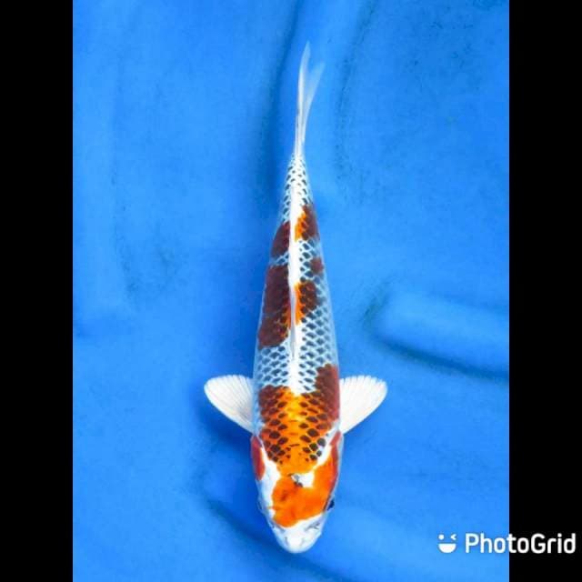 28cm - Kujaku