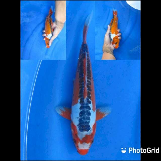 25cm - Red Shusui