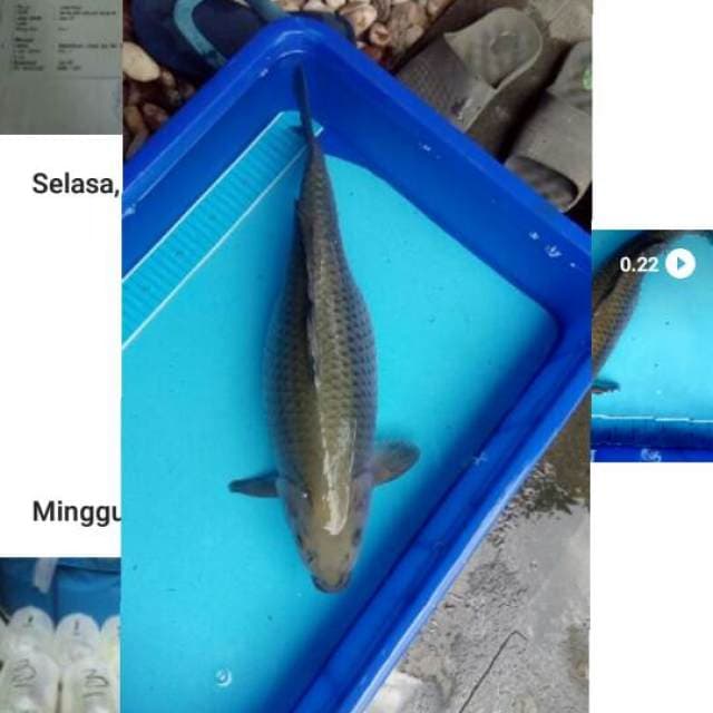 Soragoi F1 Fm 50cm