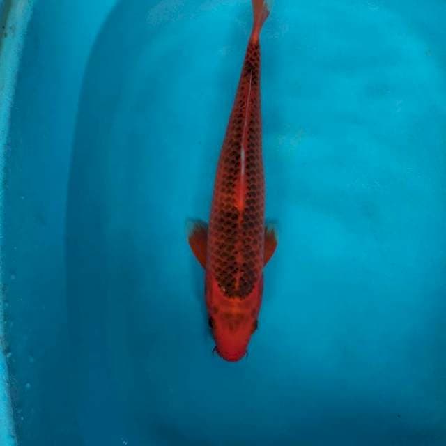 Matsuba male