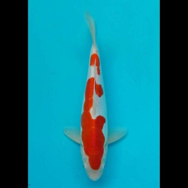 Kohaku 30cm