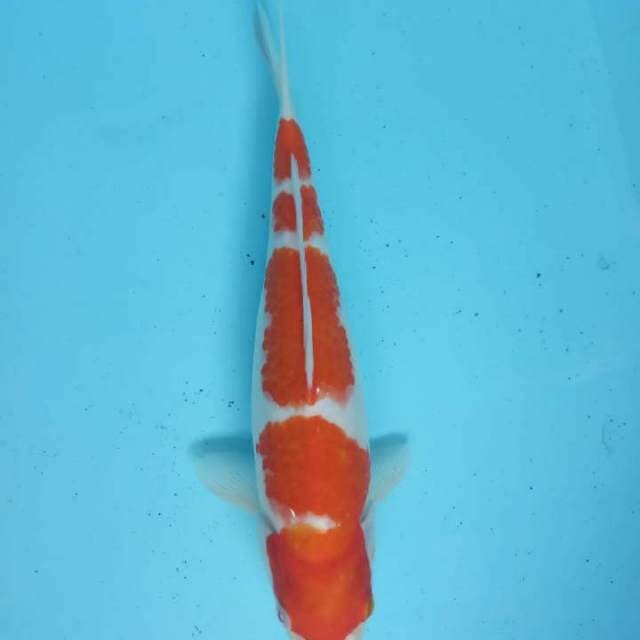 Kohaku F1 tomen