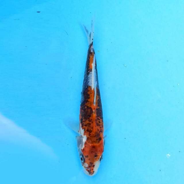 Kiko 19 cm