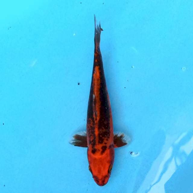 Kiko 20 cm